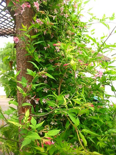 Large 9ft 10ft inc pot - inc., pink