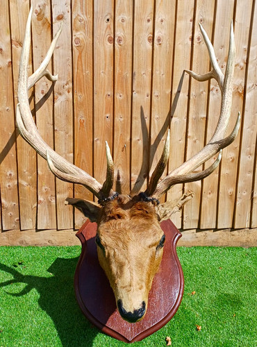 Royal red stag head - red, antlers