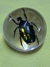 Scarabaeidae in Resin Ball