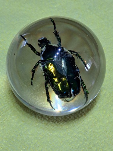 Scarabaeidae resin ball - scarabaeidae,