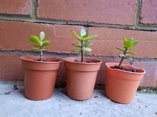 Established small money - 3,