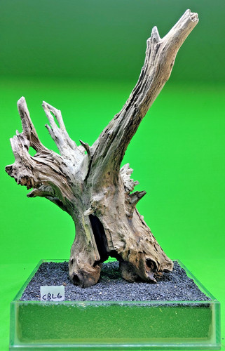 Large corbo root cbl6 cave - root,