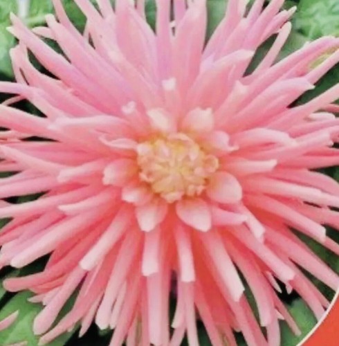 Zinnia dahlia large - х,