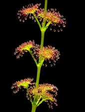 DROSERA STOLONIFERA - 10 CARNIVOROUS PLANT SEEDS