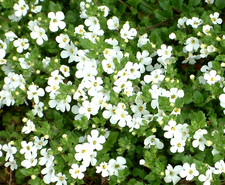 ×6 Bacopa Snowflake Plug