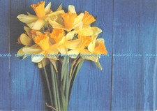 D124123 I m Supporting the Great Daffodil Appeal Marie Curie