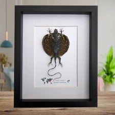 Framed Flying Lizard