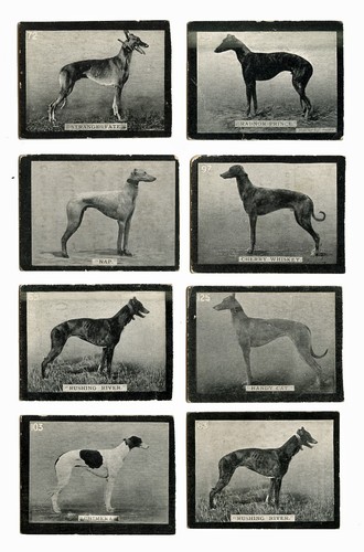 Greyhound dog vintage - greyhound,