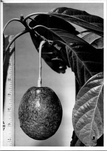 Measuring stem avocado - measuring, to