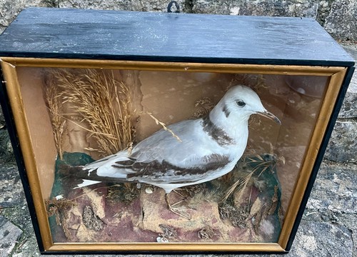 Early 20th century taxidermy - 20th,