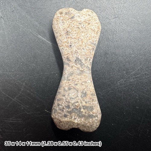 Fossil genuine dinosaur bone