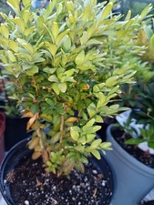 2 X bare root common boxwood/ Buxus plants, evergreen box hedging shrub