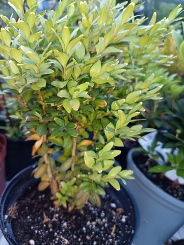 Bare root common boxwood - common, boxwood/