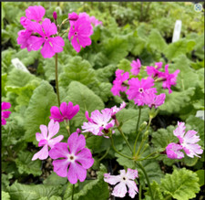 Primula Primrose sieboldii