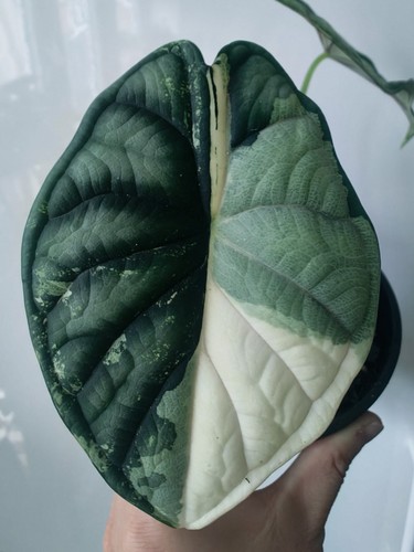 Alocasia dragon scale albo - alocasia,