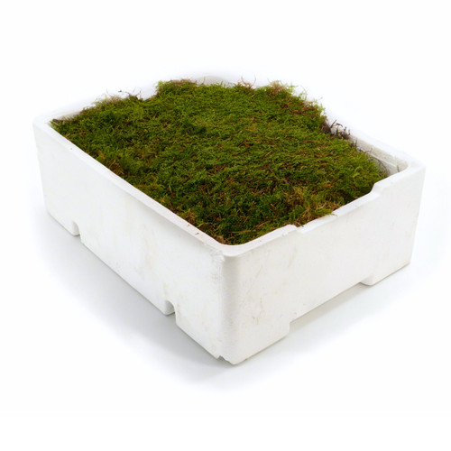 Live carpet moss tray - moss,