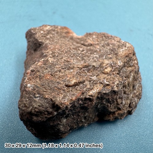 Triceratops dinosaur bone