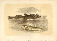 Old Antique Print Sea Devil & Leaping Blenny 1860 Coloured Engraving Fish 19th
