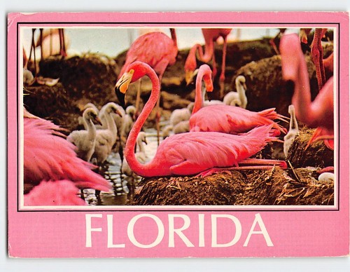 Postcard colorful flamingos - colorful,