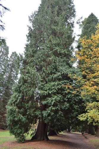 Photo 6x4 redwoods bedgebury - 6x4, redwoods,