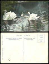 SWAN CYGNET Swans Cygnets Birds, Animals Old Colour Postcard The National Series