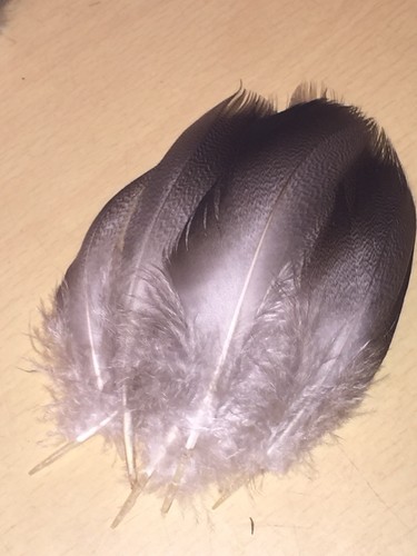 Bronze mallard feather - mallard,