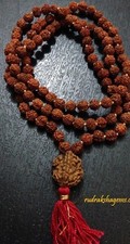 RARE GURU BEAD RUDRAKSHA 2 3 4