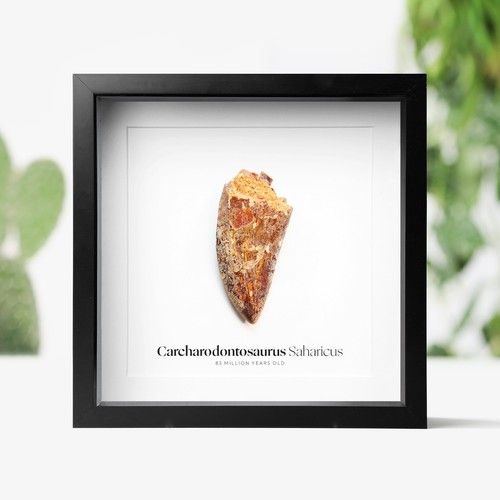 Framed african rex - african, t-rex