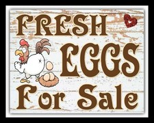 Fresh eggs for sale - fresh,