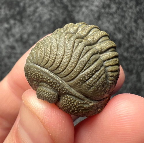 Moroccops trilobite fossil - sp.,