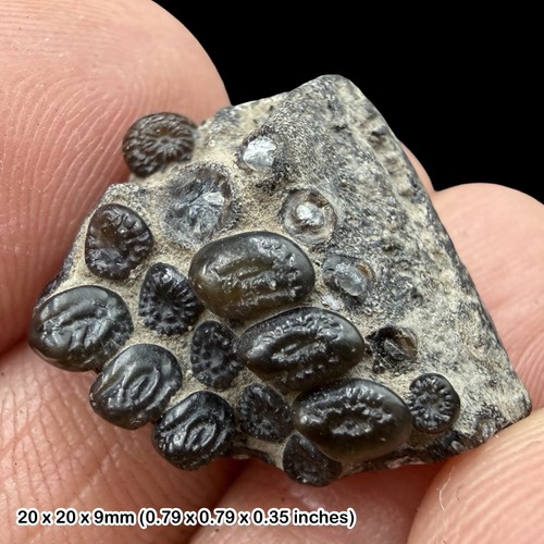 Rare gyrodus cuvieri fossil - gyrodus,