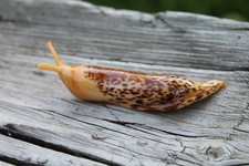 Brown Orange Spotted Slug