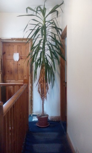 Large yucca plant indoor - plant,