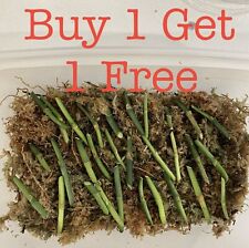 Monstera Obliqua Peru BUY 1