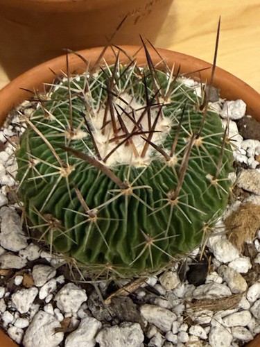 Echinocactus multicostata - , sb