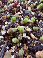 ?? UK Rare Succulents | Conophytum friedrichiae | Tiny Jewel Form | Soft Green