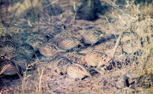 Postcard bobwhite quail - bobwhite,