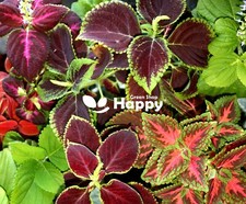 COLEUS HYBRIDUS - RAINBOW MIX