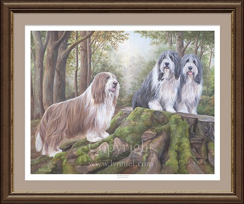 Bearded collie beardie - collie, 'beardie'