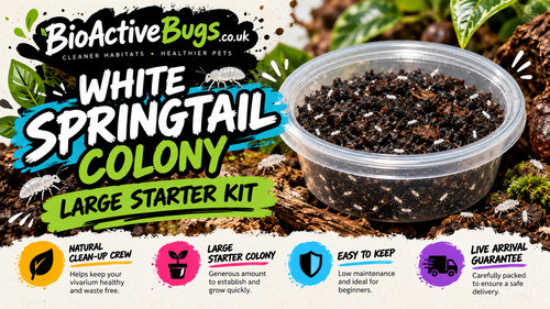 Large tropical white - large,