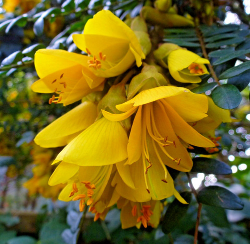 Sophora microphylla sun - sophora, 'sun