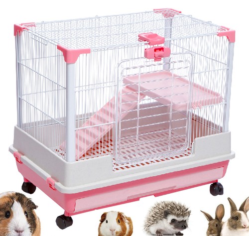 Indoor level guinea pig - indoor,