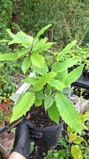 Sweet Chestnut Tree, Castanea