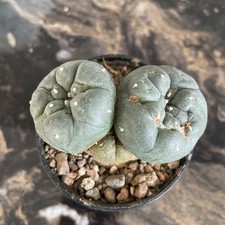 Rare Cactus lost label location    Ariocarpus Cacti multiheaded plant 