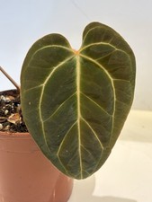 Anthurium Port x Bess X Bess x