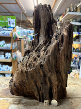 Large mangrove 56cm root - mangrove,