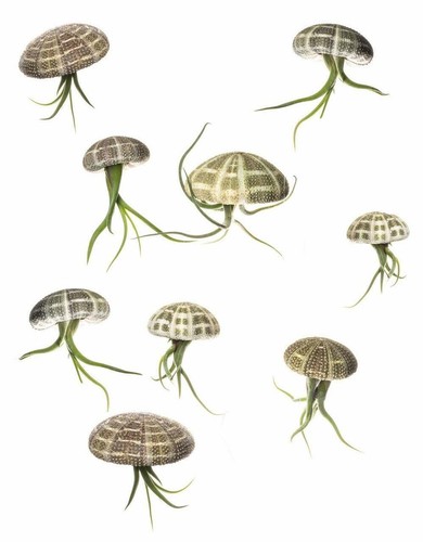 Hanging air plant floating - -,