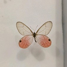 Cithaerias pireta Blushing