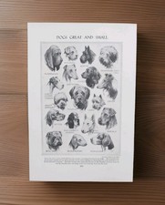 Vintage 1930s Pedigree Breeds of Pet Dogs Book Print Picture Dog Sketch Wall Art