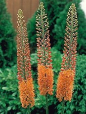 Eremurus Cleopatra foxtail